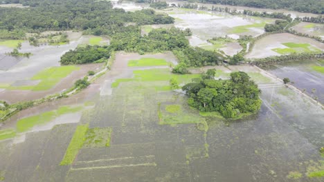 Aerial-Flying-Over-Flooded-Rice-Paddy-Fields-In-Northern-Bangladesh