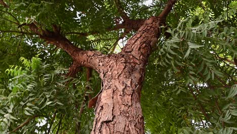 Corteza-De-árbol-De-Neem,-Un-Viejo-árbol-De-Neem-También-Conocido-Como-Azadirachta-Indica,-Ramas-De-árbol-De-Neem-Durante-Un-Día-Soleado-También-Utilizado-Como-Medicina-Natural-2