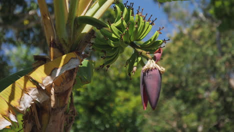 Slow-tilt-up-of-a-small-banana-diet-growing-with-a-blossoming-banana-plant