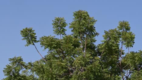 Azadirachta-Indica,-Ramas-Del-árbol-De-Neem-Durante-Un-Día-Soleado,-Familia-De-Caoba-Meliaceae