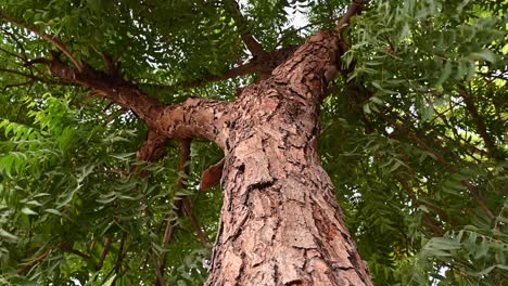 Corteza-De-árbol-De-Neem,-Un-Viejo-árbol-De-Neem-También-Conocido-Como-Azadirachta-Indica,-Ramas-De-árbol-De-Neem-Durante-Un-Día-Soleado-También-Utilizado-Como-Medicina-Natural-3