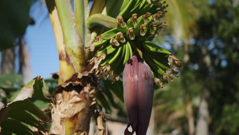 Slow-parallax-around-hand-of-small-bananas-growing-on-flowering-banana-plant