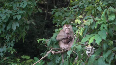 Mittlere-Aufnahme-Eines-Wilden-Asiatischen-Affen-Auf-Einem-Baum,-Der-Sich-Für-Die-Pflege-Von-Flöhen-Und-Insekten-Pflückt