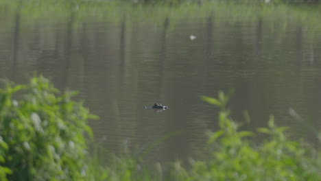 Ein-Junger-Alligator-Aus-Chaco-Beobachtet-Eine-Beute,-Die-Sich-Im-Wasser-Bewegt