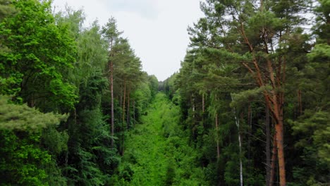 Aerial-View-Of-Verdant-Forest-With-Towering-Pine-Trees