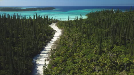 Aerial-drone-flight-over-columnar-pine-tree-forest-on-shore-of-Oro-Bay-lagoon