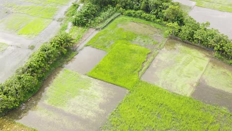 Water-flooded-paddy-fields-in-Bangladesh,-aerial-zoom-out-view