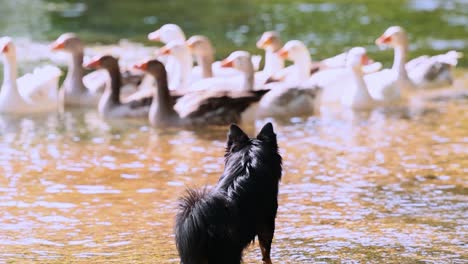 Kleiner-Hund-Schaut-Auf-Die-Enten,-Die-Im-Fluss-Schwimmen