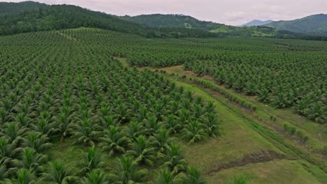 Fly-Over-Coconut-Tree-Agricultural-Farm-Near-Villa-Altagracia,-Dominican-Republic