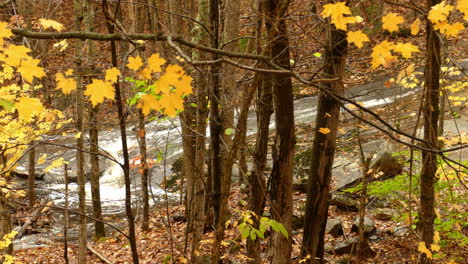 River-stream-in-autumn-forest