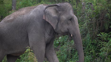 Wild-thai-asian-elephant-walking-in-jungle-and-putting-trunk-in-the-air