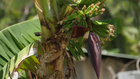Small-banana-fingers-growing-in-bunch-on-blooming-tropical-banana-plant