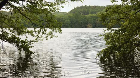 Still-Water-With-Reflections-At-The-Calm-Lake-In-Mystery-Forest