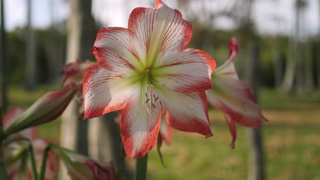 Slow-parallax-around-white-and-coral-colored-Amaryllis-growing-on-Isle-of-Pines