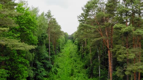 Flying-Over-Greenery-Forest-With-Lush-Coniferous-Trees