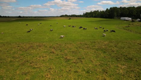 Aerial-shot-of-the-animals-grazing-in-the-green-field-on-a-sunny-day