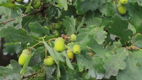 Acorn-tree-with-acorns-in-summer-stock-footage