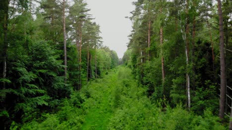 Green-Grassy-Path-Between-The-Tall-Pine-Trees-In-The-Forest