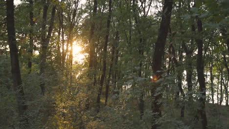 Waldnaturpark-Bei-Sonnenaufgang,-Seitlicher-Blick-Auf-Grüne-Waldvegetationspflanzen-Und-Blätter,-Sonnenstrahlsonnenlicht-Durch-Baumstämme,-Tropische,-Wilde,-üppige-Landschaft