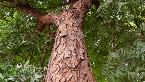 Corteza-De-árbol-De-Neem,-Un-Viejo-árbol-De-Neem-También-Conocido-Como-Azadirachta-Indica,-Ramas-De-árbol-De-Neem-Durante-Un-Día-Soleado-También-Utilizado-Como-Medicina-Natural