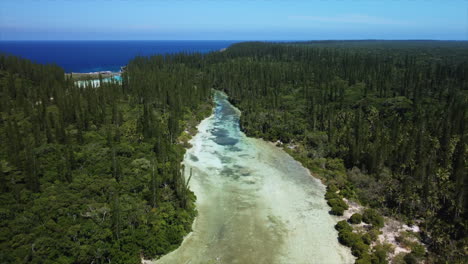 Flyover-above-lagoon,-forest-of-columnar-pine-trees-at-Oro-Bay,-Isle-of-Pines