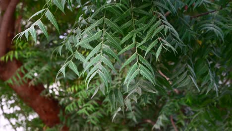 Leaves-of-neem-tree-also-known-as-Azadirachta-indica,-Branches-of-neem-tree-during-a-bright-sunny-day,-mahogany-family-Meliaceae,-Natural-Medicine