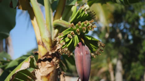 Kleine-Bananen-Kurz-Nach-Der-Blütephase,-Die-Auf-Einer-Bananenpflanze-Wachsen