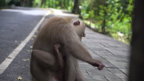 Close-up-of-Wild-Asian-Monkey-scratching-himself-and-then-walking-away