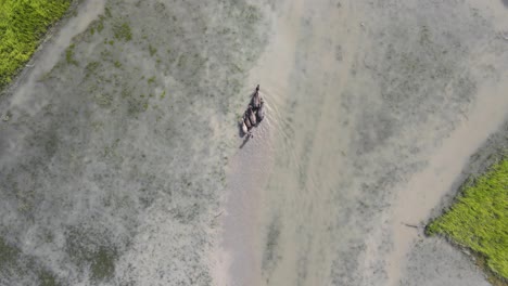 Aerial-Top-View-Over-Farmer-Herding-Group-Of-Buffalo-Across-Flooded-Rice-Paddy-Fields