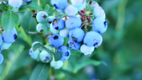 Sweet-blue-berries-in-the-garden-stock-footage