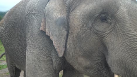 Thailändischer-Asiatischer-Elefant-Mit-Stoßzahn,-Der-Im-Dschungel-Isst-Und-Herumläuft