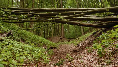 Umgestürzte-Baumstämme-Blockieren-Einen-Wanderweg-Im-Wald