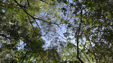Portrait-video-looking-up-at-forest-canopy