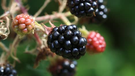 Closeup-of-ripe-Blackberry-on-a-Bramble-plant