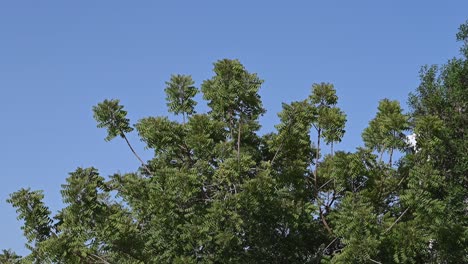Azadirachta-Indica,-Zweige-Des-Neembaums-An-Einem-Hellen-Sonnigen-Tag,-Meliaceae-Aus-Der-Familie-Der-Mahagonigewächse-1