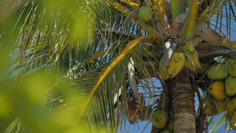 Low-angle-pan-looking-up-at-fresh-coconuts-growing-on-palm-tree,-Isle-of-Pines