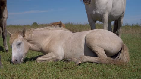 White-horse-being-tired-and-resting-a-bit-on-the-soft-green-grass-in-Camargue,-France