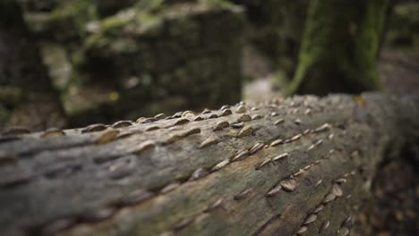 Scenic-View-Of-A-Lying-Trunk-With-Many-Coins-Knocked-Into-The-Bark-At-Kennall-Vale-Nature-Reserve,-England