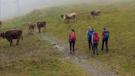 People-walk-in-a-meadow-towards-a-herd-of-cows