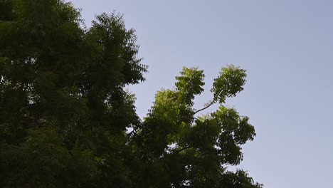 Azadirachta-indica,-Branches-of-neem-tree-during-a-bright-sunny-day,-mahogany-family-Meliaceae-2