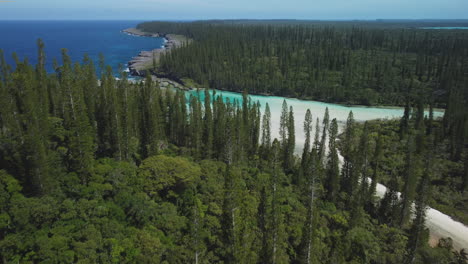 Aerial-push-in-above-columnar-pines-towards-the-wonderful-natural-pool-of-Oro,-in-Isle-of-Pines