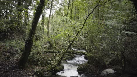 Rocky-River-Fließt-Durch-Das-Historische-Naturschutzgebiet-Kennall-Vale-In-Ponsanooth,-England