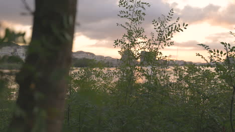 Busch-Am-Wasser-Und-Grüne-Wildpflanzen-Verzweigen-Sich-Bei-Sonnenuntergang-Am-Fluss-Des-Stadtsees-Und-Verfolgen-Den-Seitlichen-Blick-Auf-Den-Baumstamm-Und-Die-Städtische-Naturlandschaft