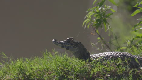 A-young-alligator-from-Chaco-observing-a-prey