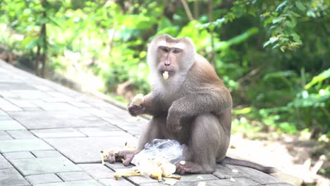 Tiro-Medio-De-Un-Mono-Asiático-Tailandés-Salvaje-Comiendo-Plátanos-Y-Escupiéndolos-En-El-Sendero-Con-Una-Bolsa-De-Plástico
