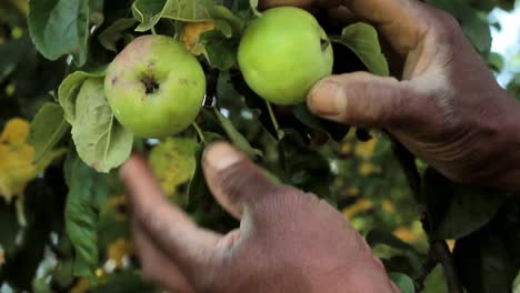 Hand-picking-green-apples-in-the-garden-in-summer-time-stock-footage