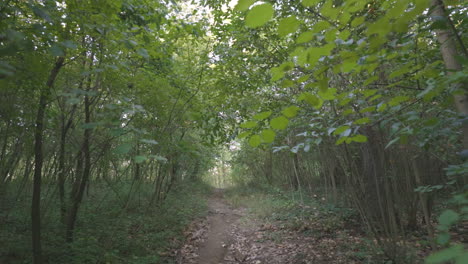 Waldnaturparkpfad,-Dolly-Rückblick-Auf-Grüne-Waldvegetation,-Pflanzen,-Blätter-Und-Baumstämme,-Tropische,-Wilde,-üppige-Landschaft