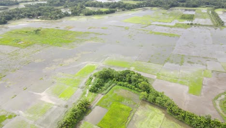 Luftbild-überfluteter-Reisfelder-Im-Norden-Bangladeschs-Aufgrund-Des-Klimawandels