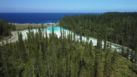 Flyover-above-iconic-columnar-pine-trees-towards-the-natural-pool-of-Oro,-Isle-of-Pines