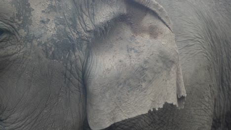 Elephant-in-jungle-eating-food-close-up-with-mud-on-him